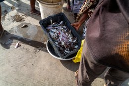 Accra;-Ghana;-Jamestown;-fishing-harbour;-fish;-sardinella;-small-pelagics;-landing;-basin;-crate;-fish-traders;-artisanal-fishing;-overfishing;-Gulf-of-Guinea;-West-Africa;-historic-district;-daily-life;-documentary-photography;-Kaleidos;-Kaleidos-images;-La-parole-à-limage;-Stories-Pictures;-Tarek-Charara